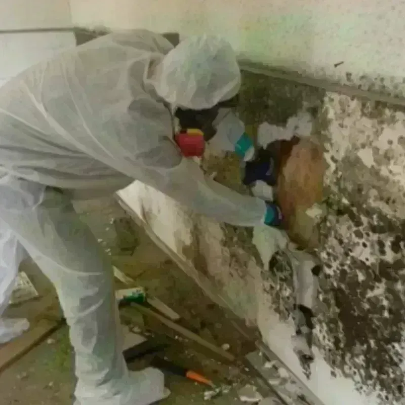 Mold Remediation and Removal in Mount Pleasant, IA